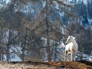 Белый конь - красивые обои для рабочего стола, , конь, лошадь, лес, зима