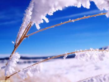 Обои зима, заснеженные ветки, , ветка, снег, зима, холод, небо, фото