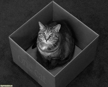 Скачать черно-белые обои - кот в коробке, , кот, коробка, черно-белый