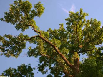 Раскидистая сосна - лесные обои 1920x1440, , лес, сосна, дерево, природа, небо, фото