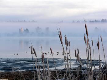 Фото камышей - туманное озеро, , фото, камыш, озеро, туман, природа