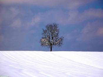 Скачать обои зима - одинокое дерево в заснеженном поле, , фото, зима