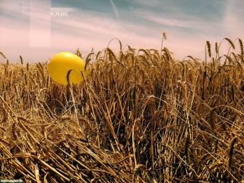 Пшеничное поле, фотообои 1600 на 1200, , фото, пшеница, поле, шарик, небо, облака