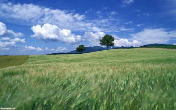 Зеленое поле и синее небо, широкоформатные обои природы, , поле, колос, небо, облака, дерево