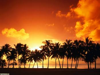 Закат оранжевого цвета, обои с пальмами, , пальма, закат, небо, океан, облака