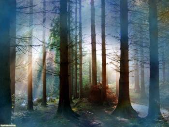 Мистические обои - туман в лесу, , туман, лес, природа, дерево, сосна