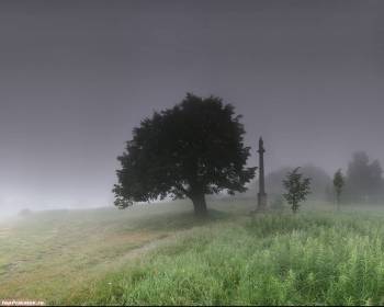 Обои - туман в поле и одинокое дерево, , дерево, поле, туман, столб