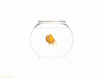 Золотая рыбка в аквариуме, обои с рыбками, , рыбка, аквариум, стекло