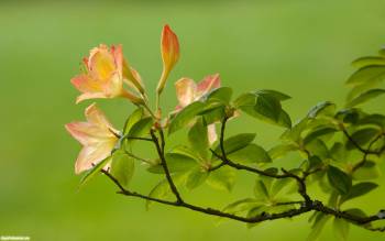 Розовый цветок - широкоформатные весенние обои, , весна, цветок, ветка, листок