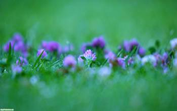 Обои цветы - фиолетовый клевер, , цветок, клевер, природа, трава, макро, фото