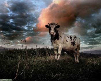 Фото коровы, нестандартные обои на ваш рабочий стол, , корова, поле, небо, трава