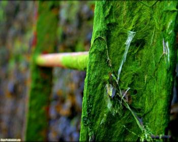 Зеленый мох - шикарные большие обои на ваш рабочий стол, , мох, лестница, природа, макро, фото