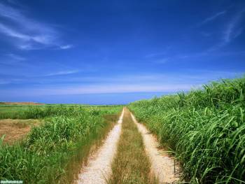 Сине-зеленые сочные обои природы - дорога в поле, , поле, дорога, трава, небо, облака