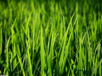 Сочная зеленая трава - обои на рабочий стол, , зелень, трава