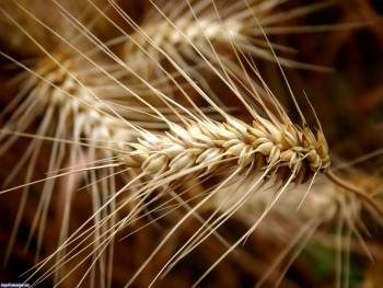 Колосья пшеницы - обои для рабочего стола, , колос, пшеница, хлеб