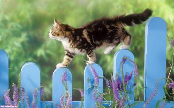 Кот на заборе - обои с животными, , кот, забор, цветы