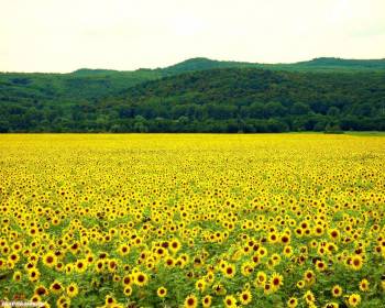 Поле подсолнухов - веселые обои 1280x1024 пикселей, , поле, подсолнух, цветок, холмы
