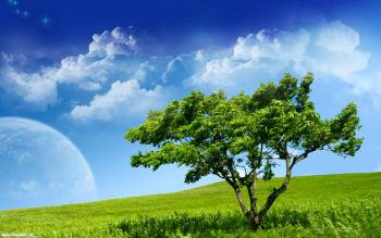 Очень красивые обои - одинокое дерево на зеленом поле, , природа, поле, трава, дерево, небо, облака