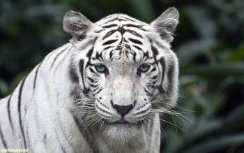Фото белого тигра, обои с белыми тиграми, , тигр, хищник, кошка