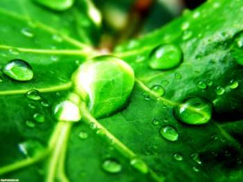 Очень красивые макро-фото капель воды на листке, обои, , роса, лист, зелень, макро, фото, капля, вода, природа