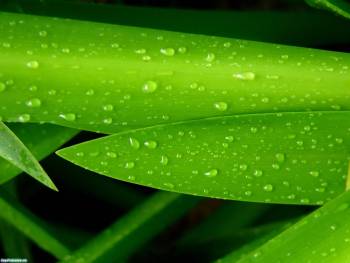 Капельки воды на листьях, зеленые фотообои, , фото, макро, роса, капли, лист