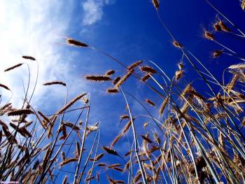Колоски пшеницы на фоне неба, обои 1920x1440, , колос, пшеница, небо, облака, природа