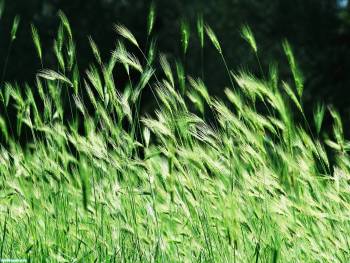 Красивые большие обои природы - колоски на ветру, , ветер, колос, пшеница, природа, зелень