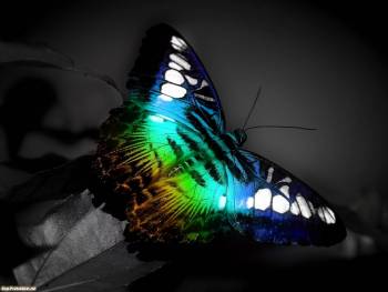Разноцветная бабочка, креативные обои, , разноцветный, бабочка, креатив