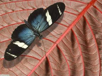 Бабочка на листике - обои на рабочий стол, , бабочка, крылья, лист