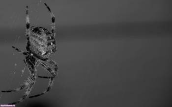 Фото паук. Размеры: 1680x1050 пикселей - обои, , паук, паутина, черно-белый, насекомое