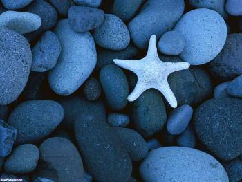 Морская звезда обои на рабочий стол, , звезда, природа, камни, галька