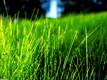 Шикарные зеленые обои - сочная трава, обои 1920x1440, , трава, макро, фото, зелень