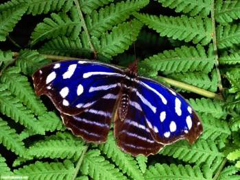 Синяя бабочка на листке папоротника - обои с бабочками, , папоротник, бабочка, природа, зелень, фото