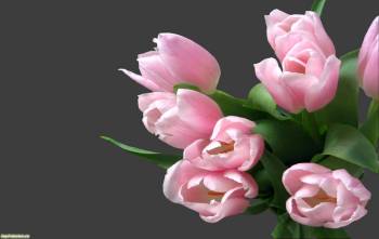 Розовые цветы - красивые розовые обои, , розовый, цветок, тюльпан