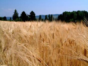 Пшеничное поле - красивые обои 1920x1440, , пшеница, колос, поле, природа, небо