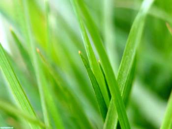 Трава макро-фото. большое фото травы в качестве обоев, , макро, фото, трава