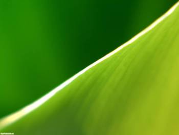 Макро фото зеленого листика, , макро, фото, лист, зелень, природа