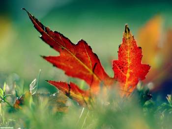 Красный опавший листик, скачать осенние обои, , осень, лист, макро, фото