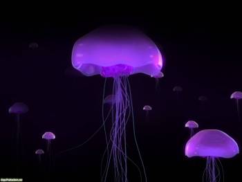 3D обои с медузами - большие фиолетовые обои, , фиолетовый, 3D, медуза, под водой