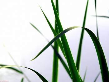 Макро-фото зеленой травы, красивая картинка, , макро, фото, трава, зелень
