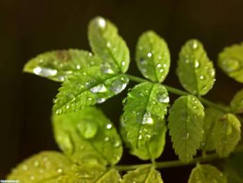 Зеленые обои - зеленые листика в капельках росы, , роса, лист, капля