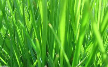 Макро-фото травы, широкоформатные обои, , макро, фото, трава, зелень, природа