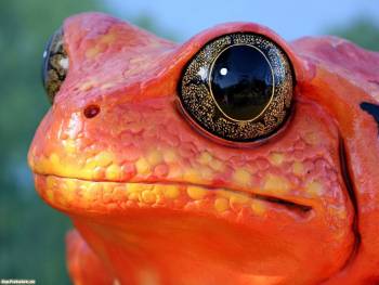 Красная жаба, фото красной жабы, , жаба, лягушка, фото