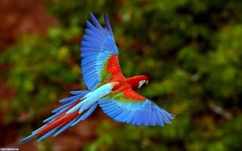 Разноцветный попугай в полете, красивые обои с попугаями, , попугай, птица, полет, высота, разноцветный