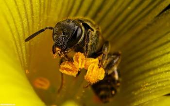Пчела собирает нектар - обои с насекомыми, , пчела, нектар, тычинки, макро, цветок, насекомое