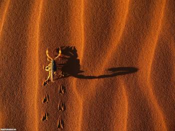 Скорпион в пустыне - обои с насекомыми, , скорпион, песок, пустыня, следы, насекомое, бархан