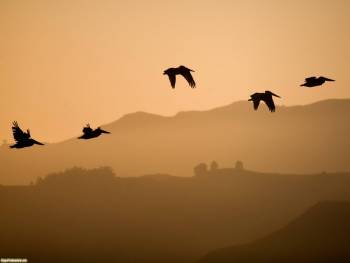 Пеликаны улетают - обои с птицами, , птицы, полет, пеликан, сумерки