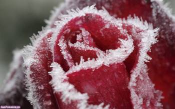 Роза во льду - красивые обои на рабочий стол, , роза, цветок, лед