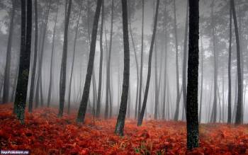 Осенний лес - обои природы, , лес, листья, ствол, туман