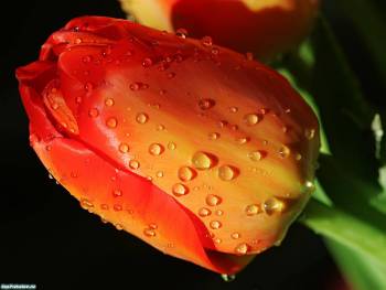 Тюльпан - фото цветов 1600x1200 пикселей, , тюльпан, роса, цветок, весна